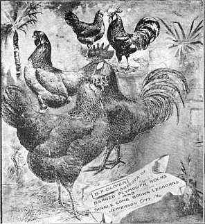  B. F. Oliver's Prize Hens 